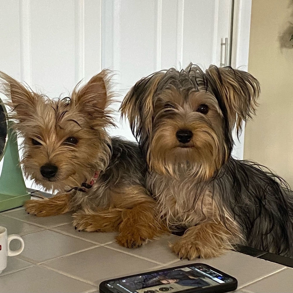 Meet your Posher, yamy